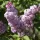 Washington Lilacs